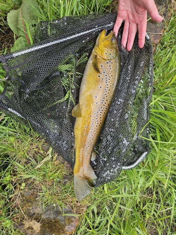 A brown trout resting in a landing net on wet grass beside the lake