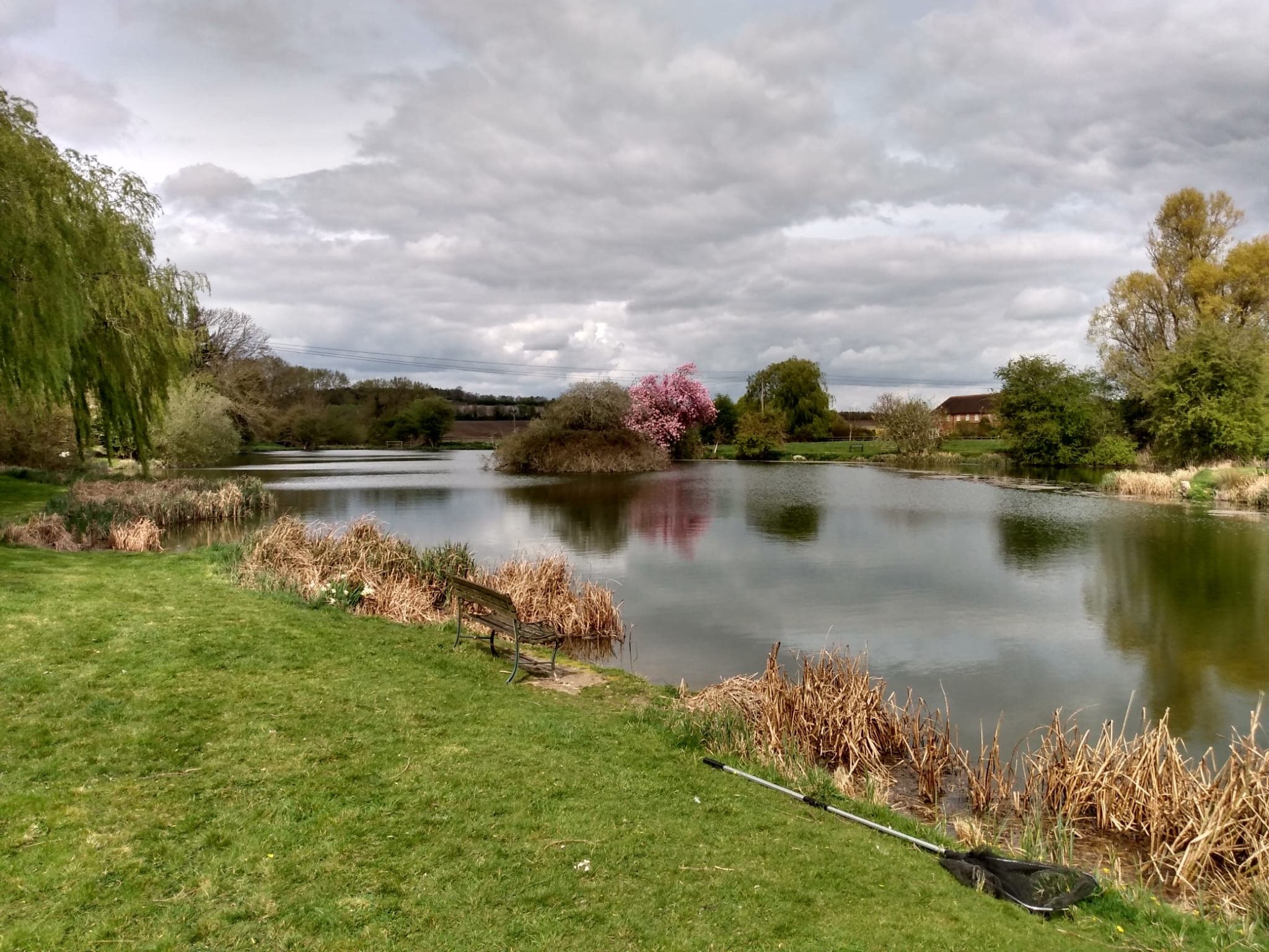 The lake in spring with an island, willows, flowering trees and a bench on the bank