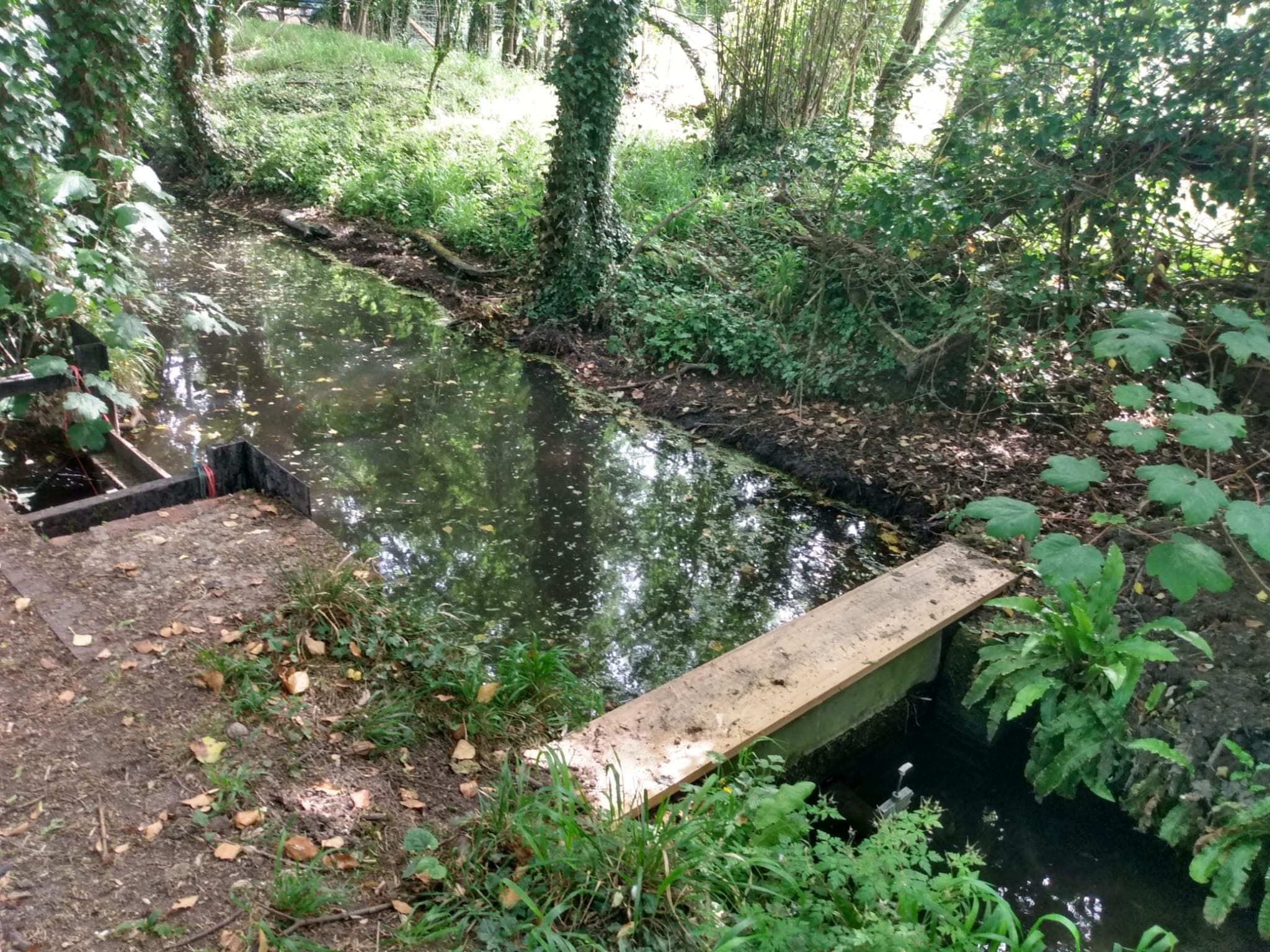 The shaded silt-trap inlet where two small brooks meet among trees