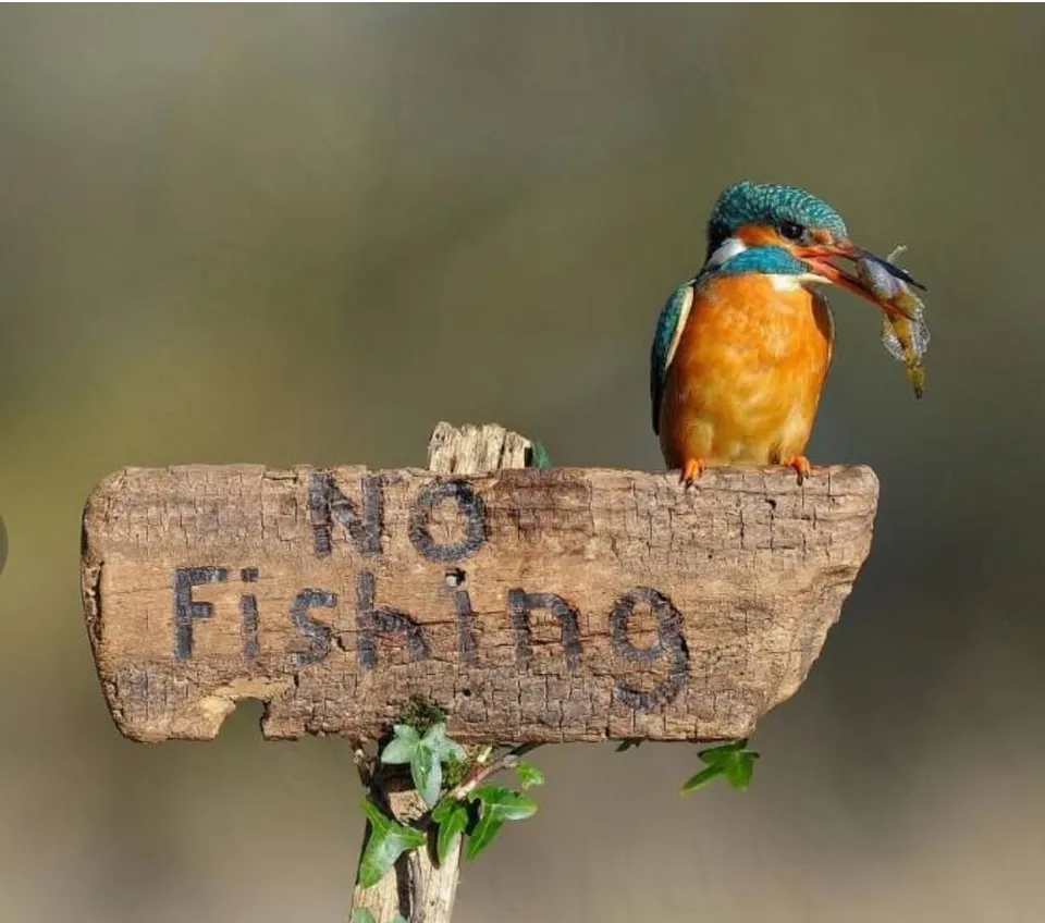 Resident Kingfisher